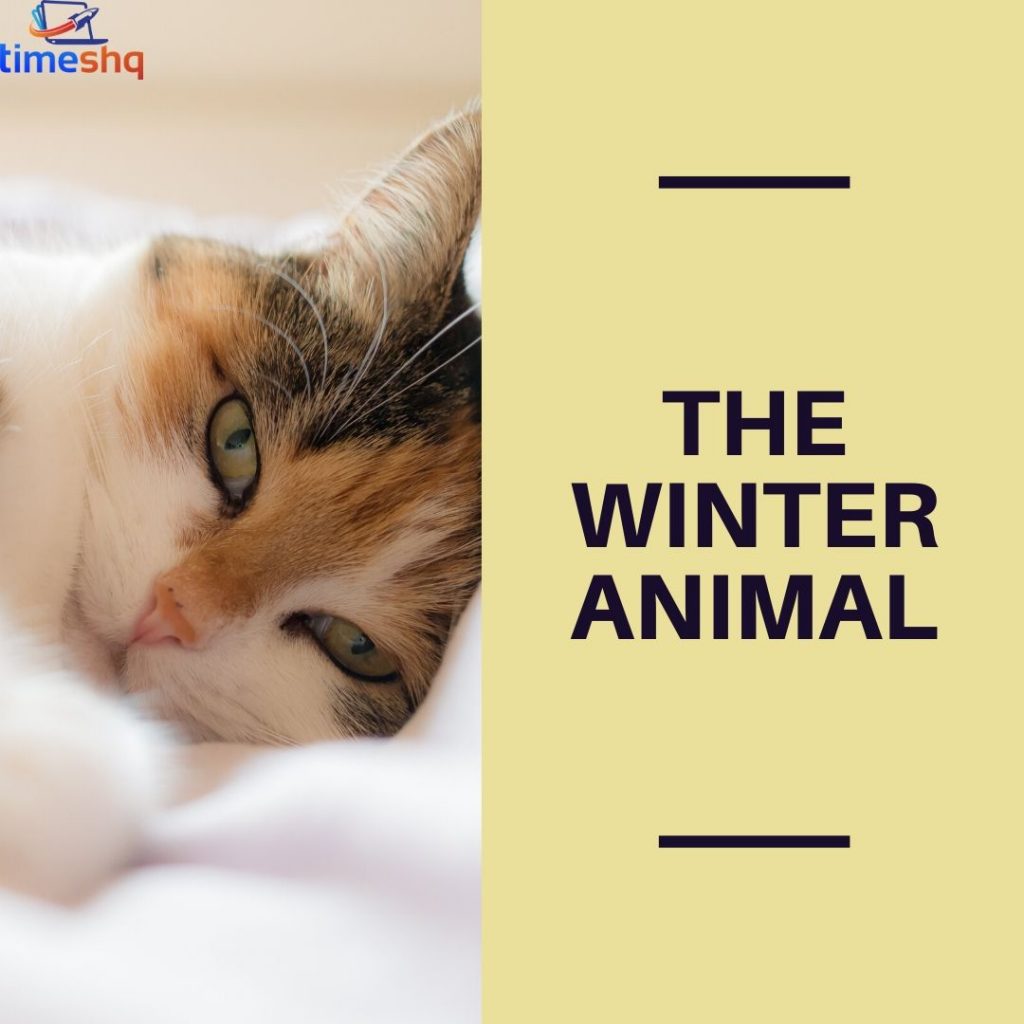 Funny Whatsapp Group Names with Animals